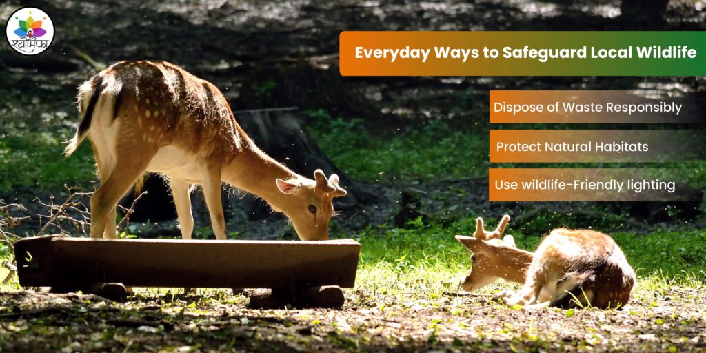 Everyday Ways to Safeguard Local Wildlife