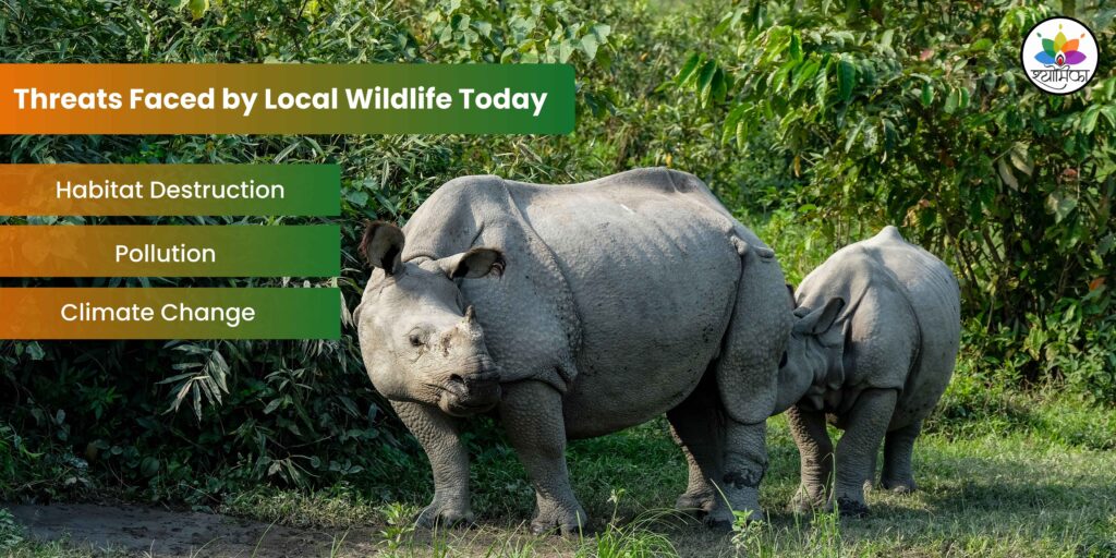 Threats Faced by Local Wildlife Today