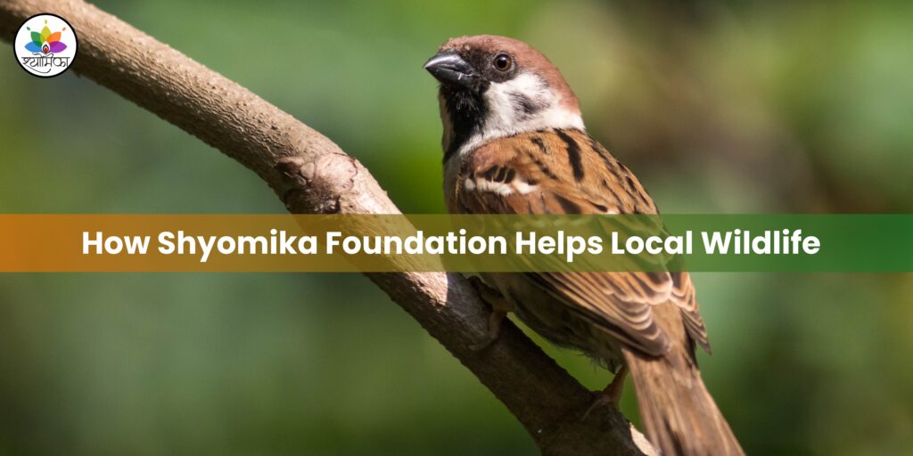 How Shyomika Foundation Helps Local Wildlife