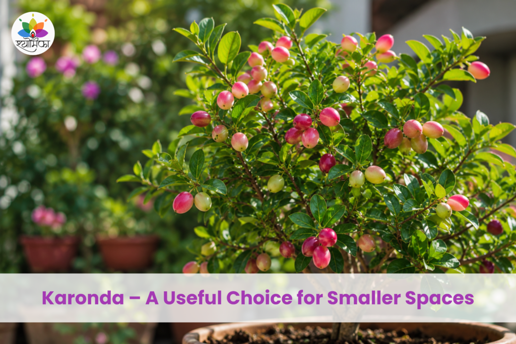 Karonda plant with ripe pink and red berries growing in a garden container.