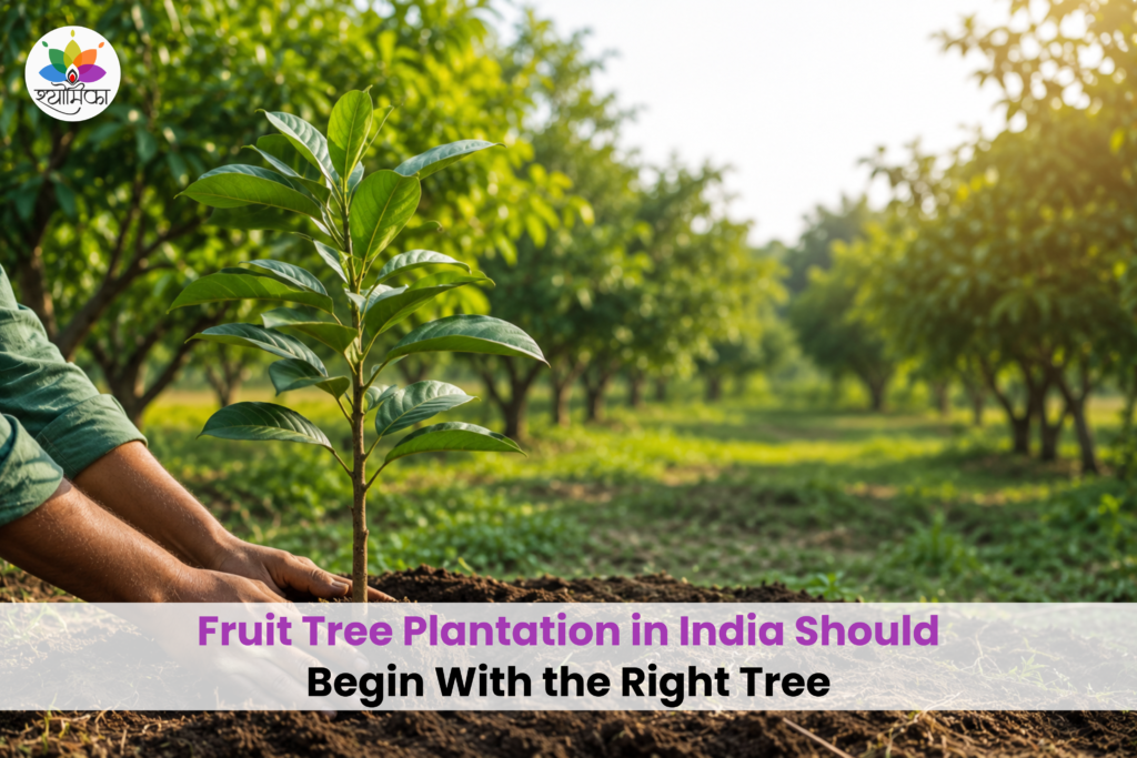 Young fruit tree sapling being planted in a green orchard in India.