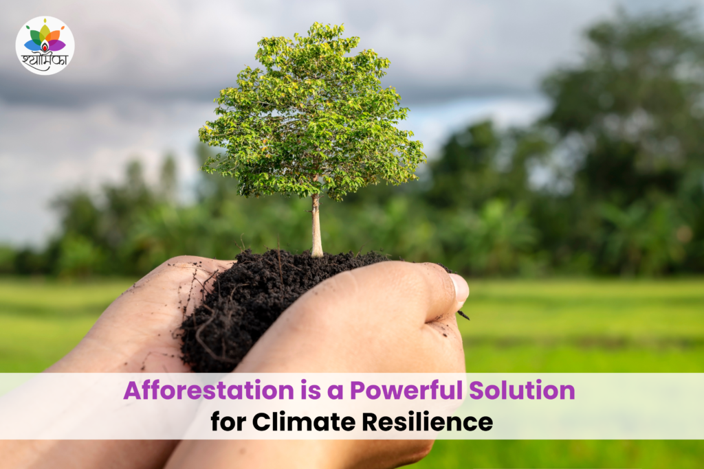 Hands holding a young tree sapling, symbolizing afforestation and climate resilience through reforestation.